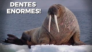 O GIGANTE MARINHO Com Dentes Que Crescem 1Metro! 😱 (Odobenus rosmarus) Morsa walrus