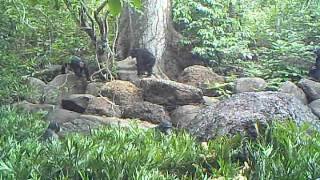 Camera trap captures chimpanzees around the future Boé National Park, Guinea-Bissau