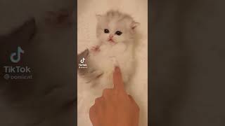 kitten so cute