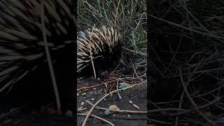 Echidna Inspects My GoPro