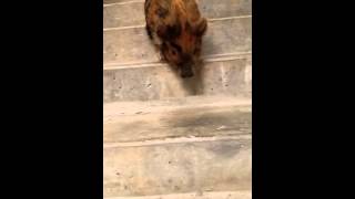 Kune kune pig Learns to walk down stairs!