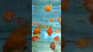 CHICCHI DI RISO AQUARIUM FISH #vlog #youtube #subscribe #like #fish #youtubeshorts #aquarium  #short