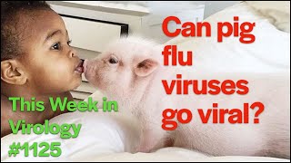 TWiV 1125: Can pig flu viruses go viral?