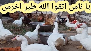 يا شعب مصر اكرموا طيوركم ☝️ طير اخرس مش بتكلم (خلص الكلام)