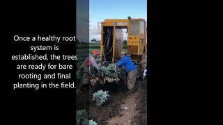 Growing Spruce at Bountiful Farms 2019