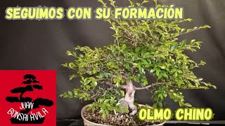 Un viejo conocido del canal, pre bonsai de olmo chino, seguimos trabajando con el #bonsai