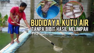 BUDIDAYA KUTU AIR TANPA BIBIT HASIL MELIMPAH || SANGAT MUDAH DAN MENGUNTUNGKAN