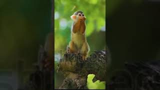 #youtubeshorts #funny #monkey #short #sadmonkey