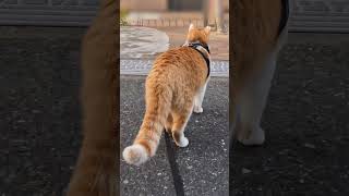 猫がターゲットをロックオンしたときの映像がこちら #元野良猫チャチャ #ねこ #cat #猫 #猫武将 #猫侍 #チャチャ #ねこさんぽ