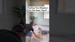 Feeding Two Alligators At The Same Time!!!😳🐊#shorts #alligator