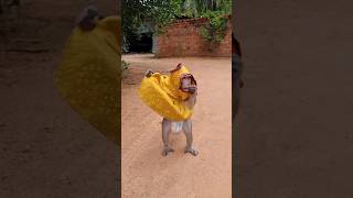 Monkey wearing a dress 👗 #funny #monkey #wildmonkey #monkeyvideo