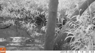 Otter in the Stort Valley - May 2015