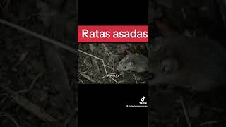 Descubre un manjar único de la gastronomía tailandesa: las ratas asadas.