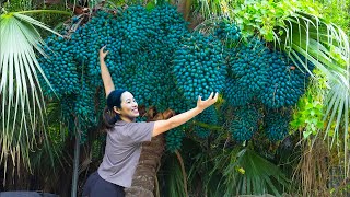 Harvesting Caryota Urens ( Fishtail Palm Tree ) Go to  market to sell | Lý Tiểu Phương