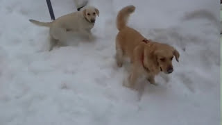 SETA E GAIA. AMICHE PER SEMPRE. FRIENDS FOREVER. GOLDEN RETRIEVER. LABRADOR. 2 SISTERS. SNOW. DOGS