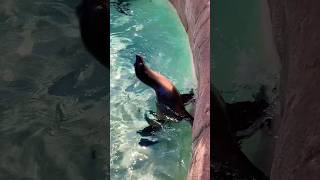 Sea Lion feeding time #seaworld #sandiego #shorts #fun #travel #wildlife #viral #trending