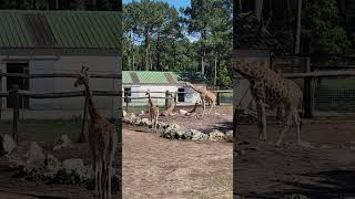 Face-to-face with Giraffe in France