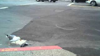 Seagull eats Pigeon