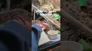 So much trust #adorablepets #leopardgecko #reptilebonding #reptile