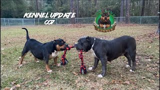 VLOGMAS DAY 21: AMERICAN BULLY KENNEL LIFE| tug-a-war match between my female bullies