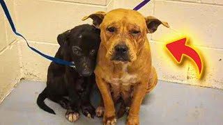 Frightened Pit Bulls Cuddle Close in Shelter After Owner Abandons Them Without a Word