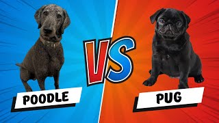 Standard Poodle vs Pug Dog Chase