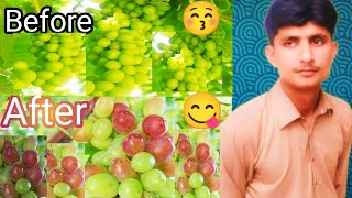 Angoor/ grapes🍇🍇😋 |process|before|After| full Video|Kashif Arain||