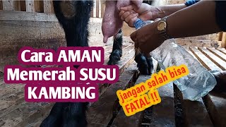 CARA MEMERAH SUSU KAMBING YANG BENAR || NM FARM