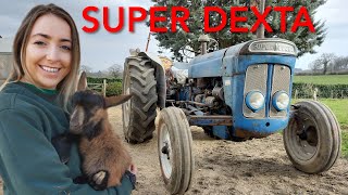 Fordson Super Dexta in Rural France