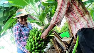 Mi papá y yo fuimos a cortar un racimo de plátano. 💚