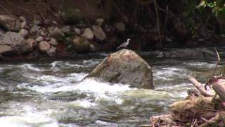 Cauca Guan and Torrent Ducks, Colombia