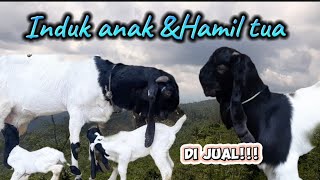 Kambing Kaligesing BREEDING Induk anak dan Induk Hamil tua ..di jual cepat..harga bersahabat.