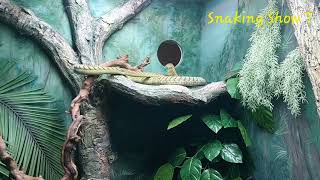 The longest venomous snake living in trees (Dendroaspis viridis)