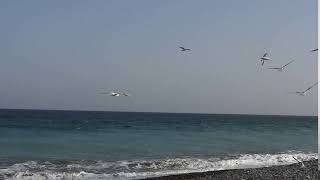 Seagulls -at Ladys mile beach - Limassol Cyprus  4K --- 3