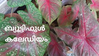 Caladium care Tips | How to grow & care Caladium