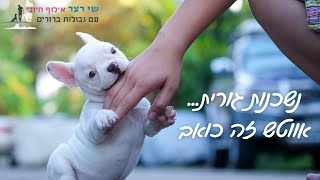 נשכנות גורית...אווטש זה כואב