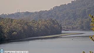 USS Bald Eagle Cam 4 on 10-06-24 @ 10:29:57 P flies from L to R and appears to make fish grab