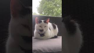 Sleepy Cat Loaf (Live) #sctv #sistercatstv #sleepy #catloaf  #cat #gato