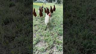 Battalion of Chickens???!!!