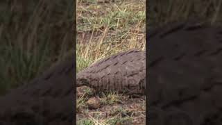 #Armadillos #Ground# pangolin #Indian pangolin #Phataginus