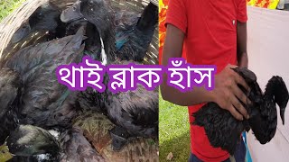 লাভজনক হাঁসের খামার করতে চান  থাই ব্লাক হাঁস পালন করুন।