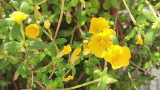 Time elapse of beautiful yellow flowers blooming (Portulaca Mega Pazzaz)