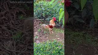 Rooster crowing #roostercrowing #chicken