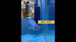 Treating White Spots On Fish | White Spot Remover #aquarium #fishkeeping #communityfishtank #cichlid