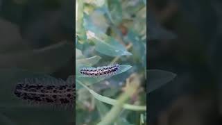 Cabbage White Butterfly Caterpillar