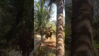 coconut landing easily with high safety #coconut #amazing landing