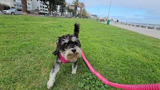 Miniature Schnauzer Showing off Pink Harness and Leash