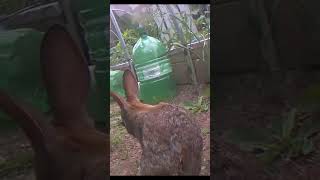 My Backyard Rabbit