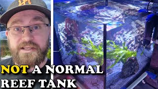 SUPER SIMPLE Nano PLANTED REEF Tank With A TWIST | Macroalgae Saltwater Aquarium HOW TO