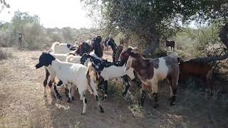 Goats are eating together in the forest #goat #animals #viralvideo